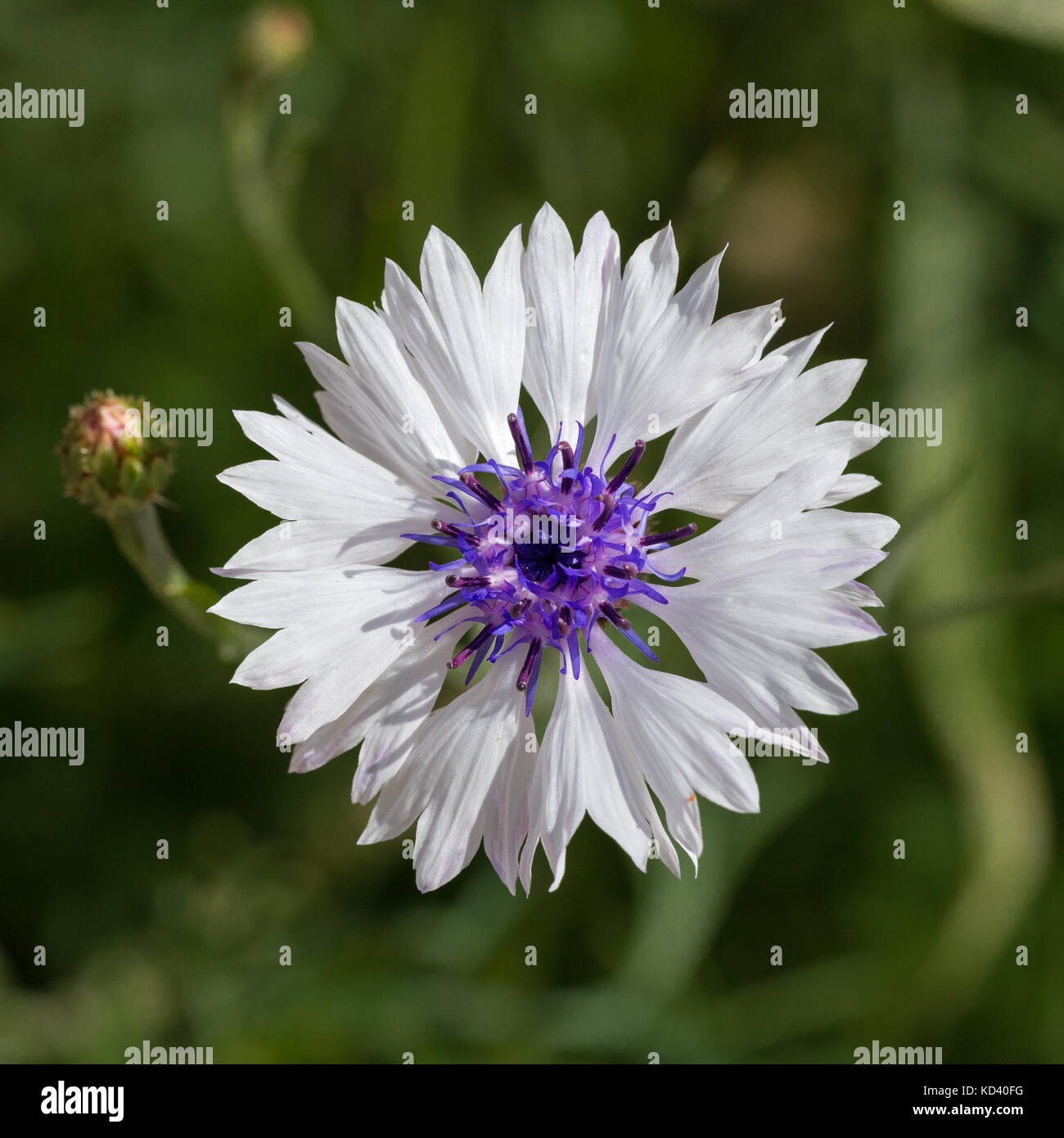Centaurea cyanus Bleuet, en été, UK Banque D'Images