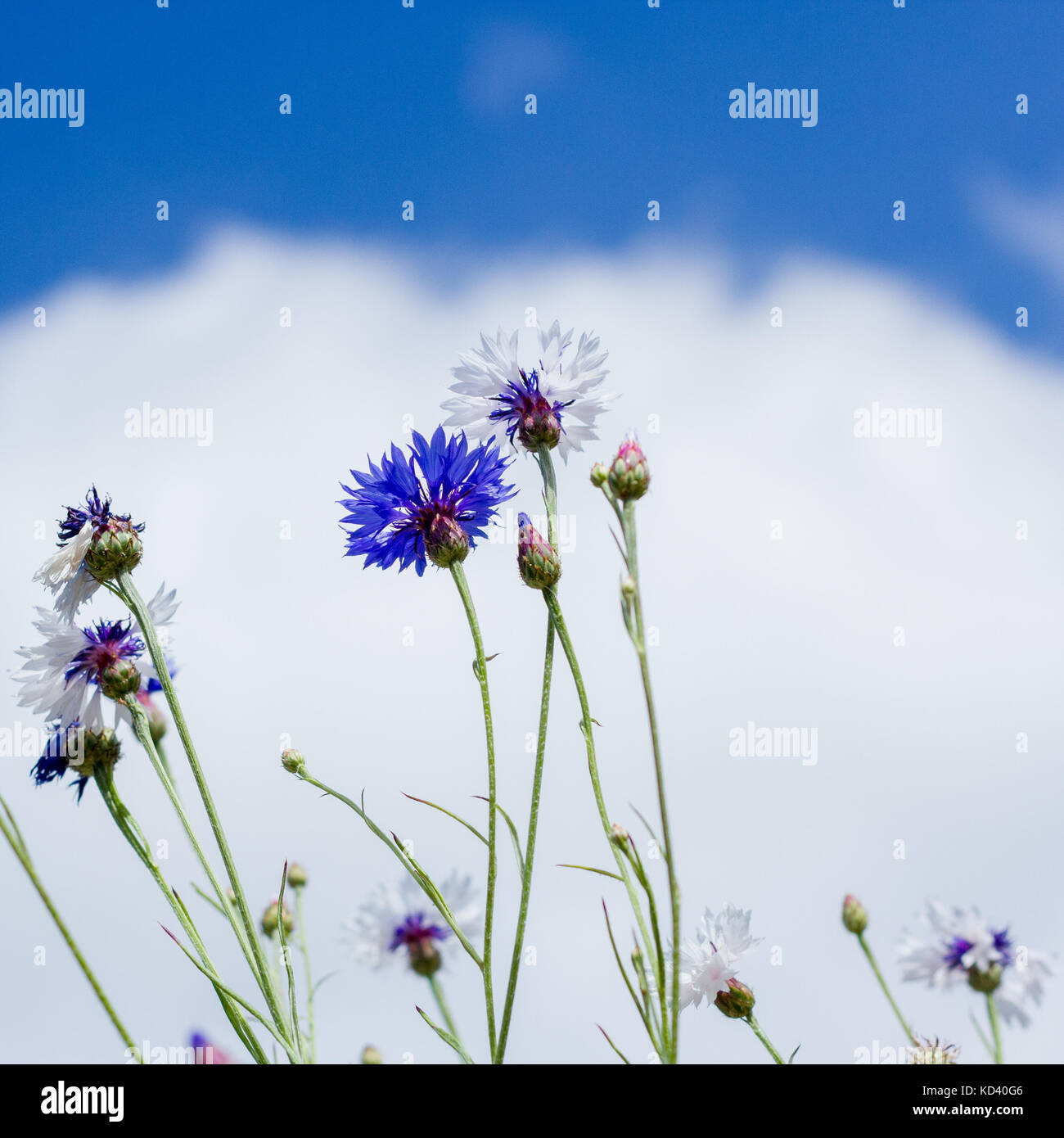 Bleuet (Centaurea cyanus) définie sur un ciel bleu avec des nuages en été, Royaume-Uni Banque D'Images