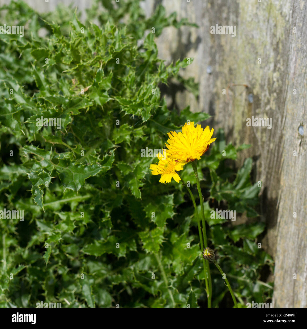 L'épervière oreille de souris (Hieracium pilosella), avec une croissance de clôture de jardin, UK Banque D'Images