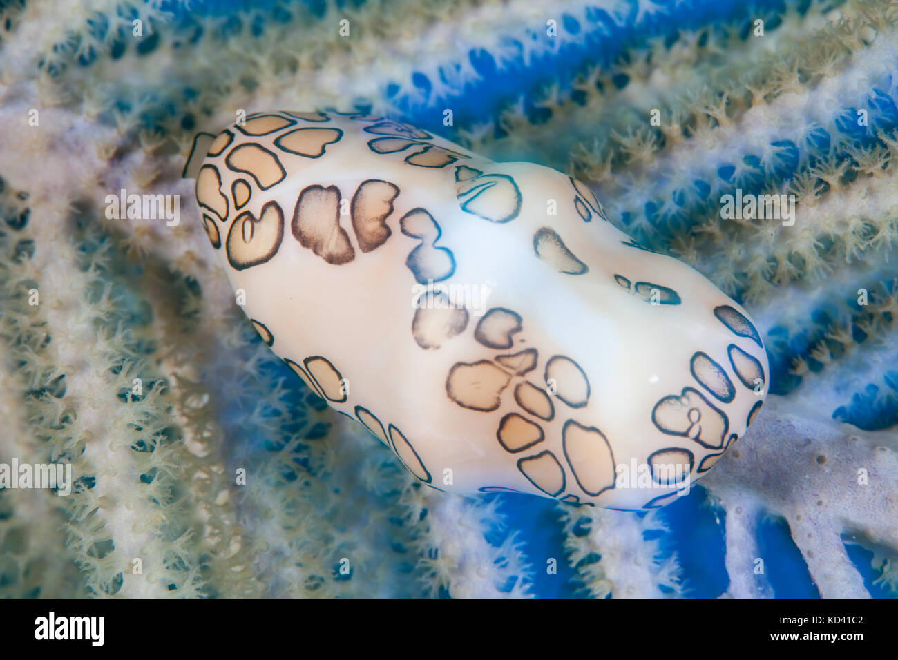 Une langue flamingo (cyphoma gibbosum cauris) se nourrit d'un gorgones des Caraïbes aux couleurs vives, ce gastéropode est commune dans la mer des Caraïbes. Banque D'Images