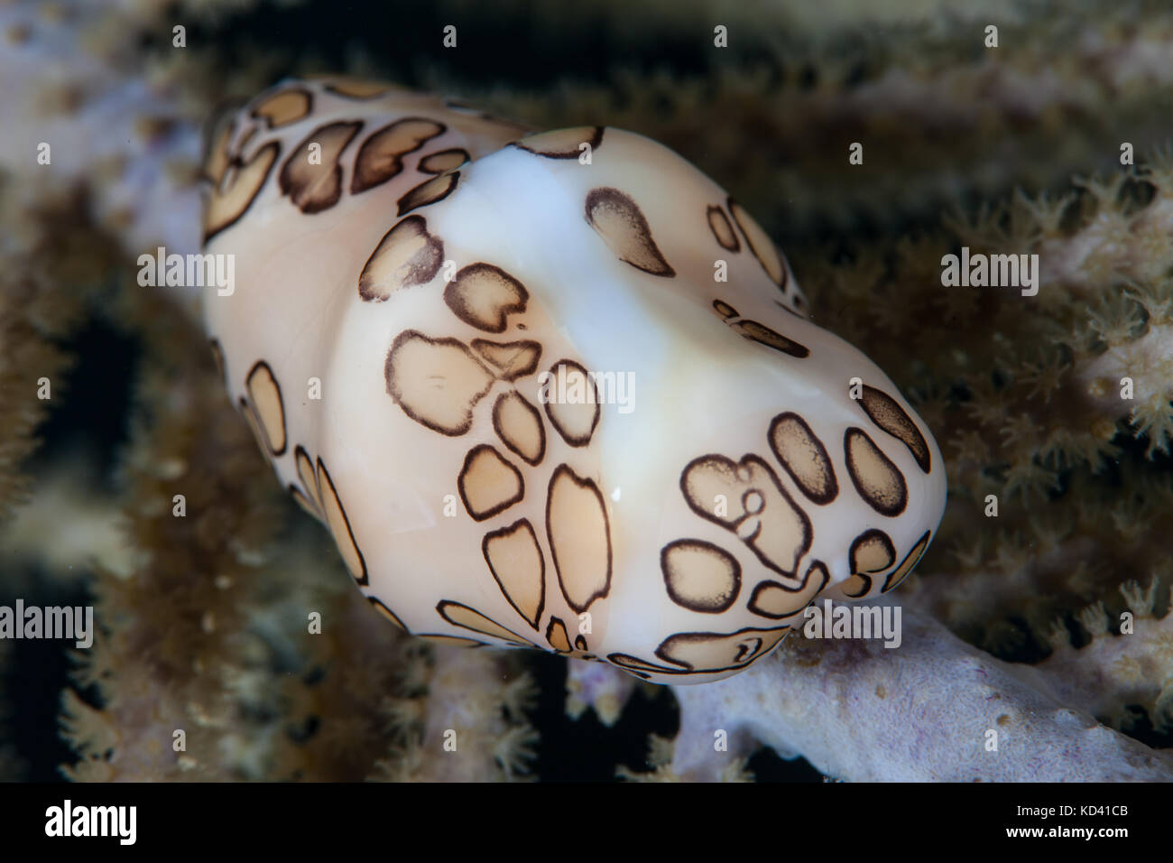 Une langue flamingo (cyphoma gibbosum cauris) se nourrit d'un gorgones des Caraïbes aux couleurs vives, ce gastéropode est commune dans la mer des Caraïbes. Banque D'Images