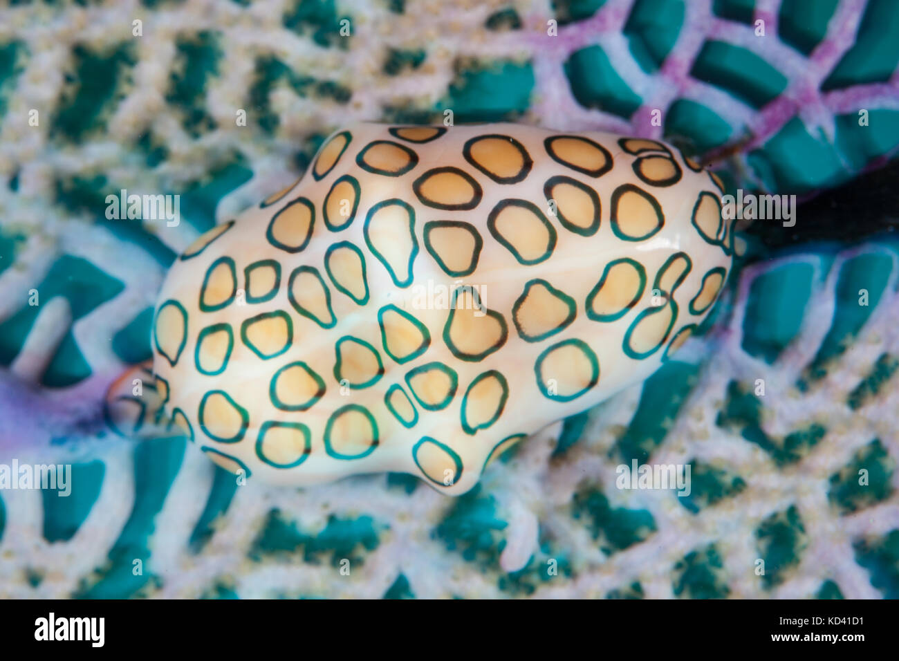 Une langue flamingo (cyphoma gibbosum cauris) se nourrit d'un gorgones des Caraïbes aux couleurs vives, ce gastéropode est commune dans la mer des Caraïbes. Banque D'Images