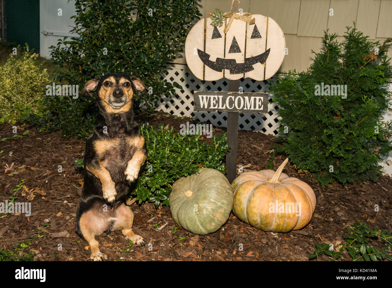 Un joli chien mendier pour un festin à l'halloween. Banque D'Images
