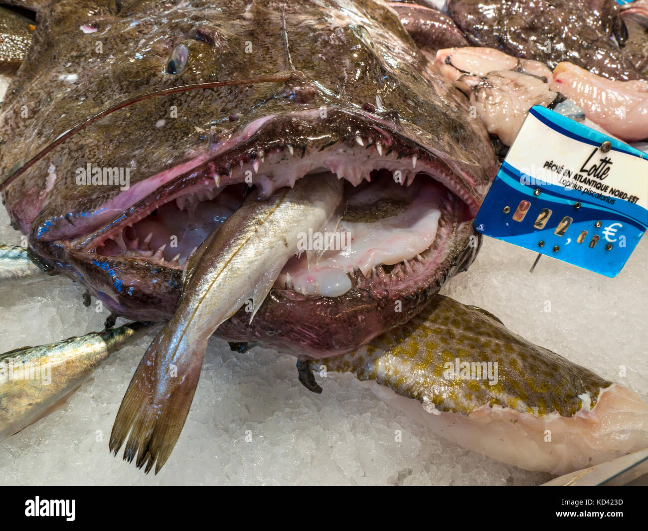 Les dents des mâchoires de lotte aux poissonniers français breton mâchoires ouvertes de la forte courroie crantée sur le poisson-appât et de lotte market stall Bretagne France Banque D'Images