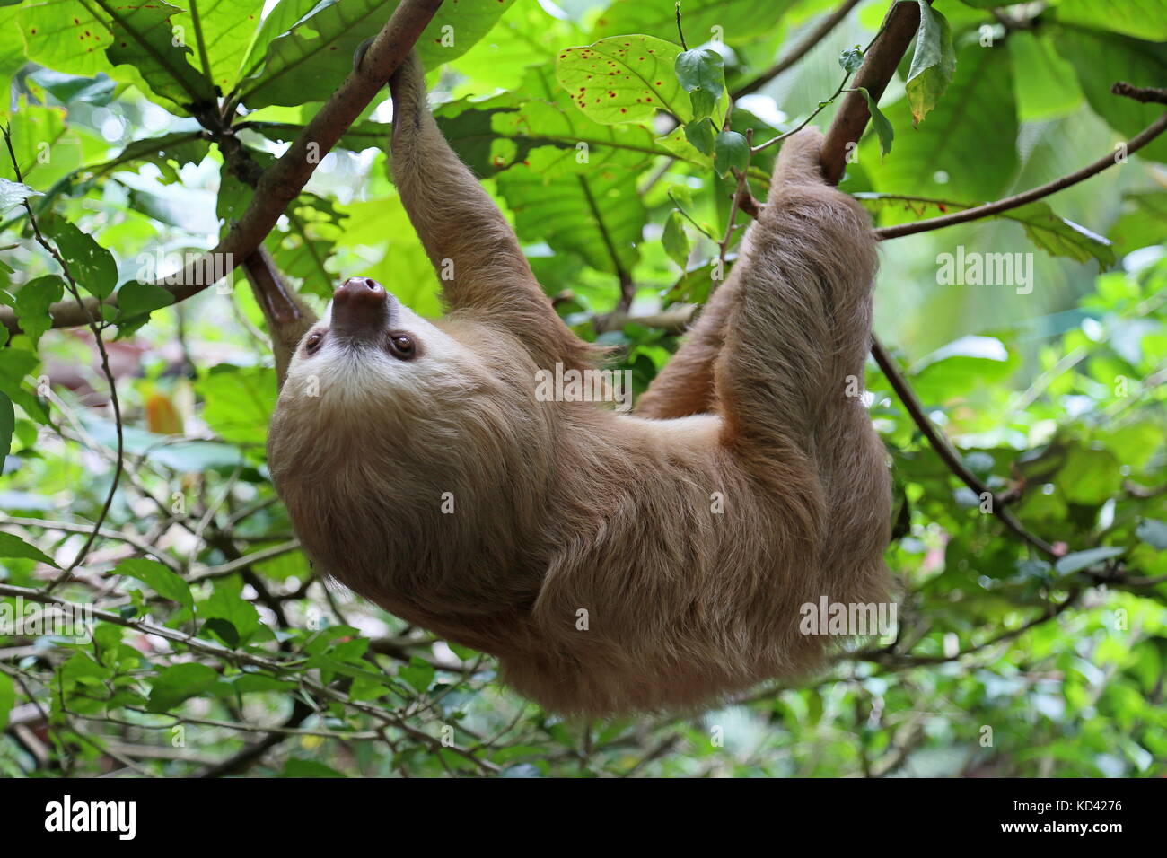 Two-Toed Sloth (Choloepus hoffmanni), Jaguar Rescue Center, Punta Cocles, Puerto Viejo de Talamanca, province de Limón, Costa Rica, Amérique Centrale Banque D'Images