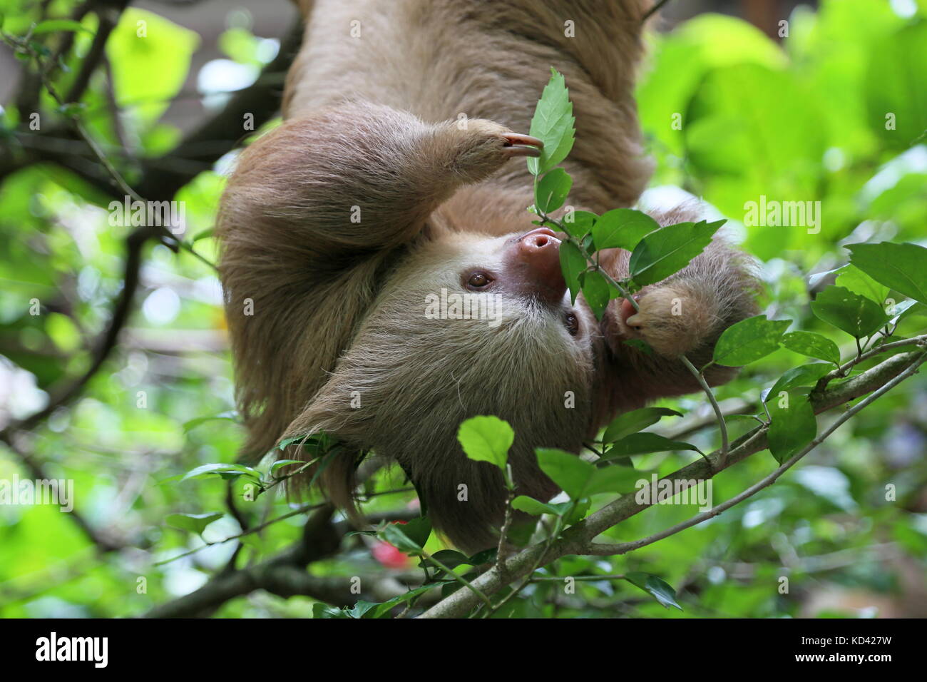Two-Toed Sloth (Choloepus hoffmanni), Jaguar Rescue Center, Punta Cocles, Puerto Viejo de Talamanca, province de Limón, Costa Rica, Amérique Centrale Banque D'Images