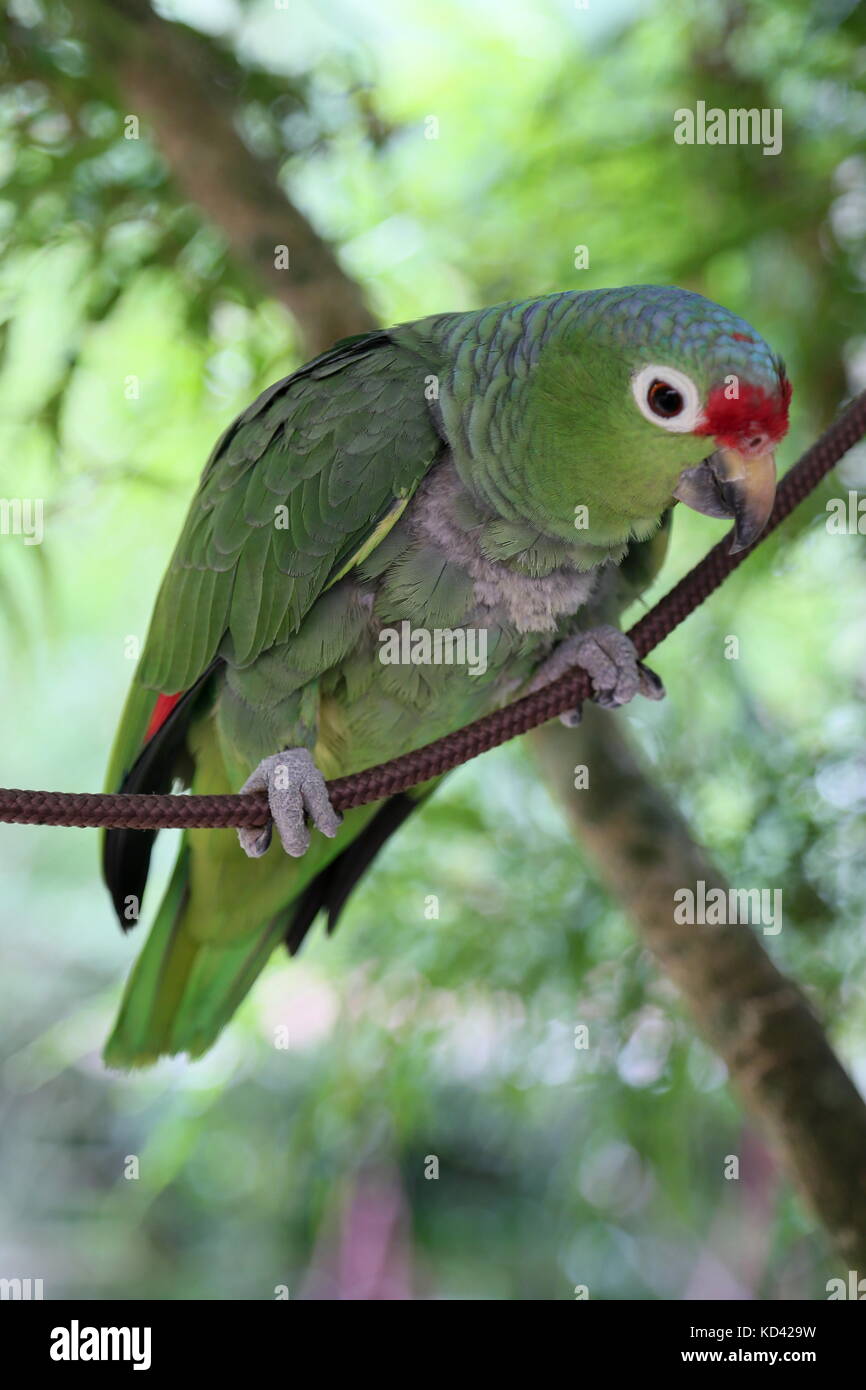 Red-Lored Amazon (Amazona autumnalis), Jaguar Rescue Center, Punta Cocles, Puerto Viejo, Limón, Costa Rica, Amérique Centrale Banque D'Images