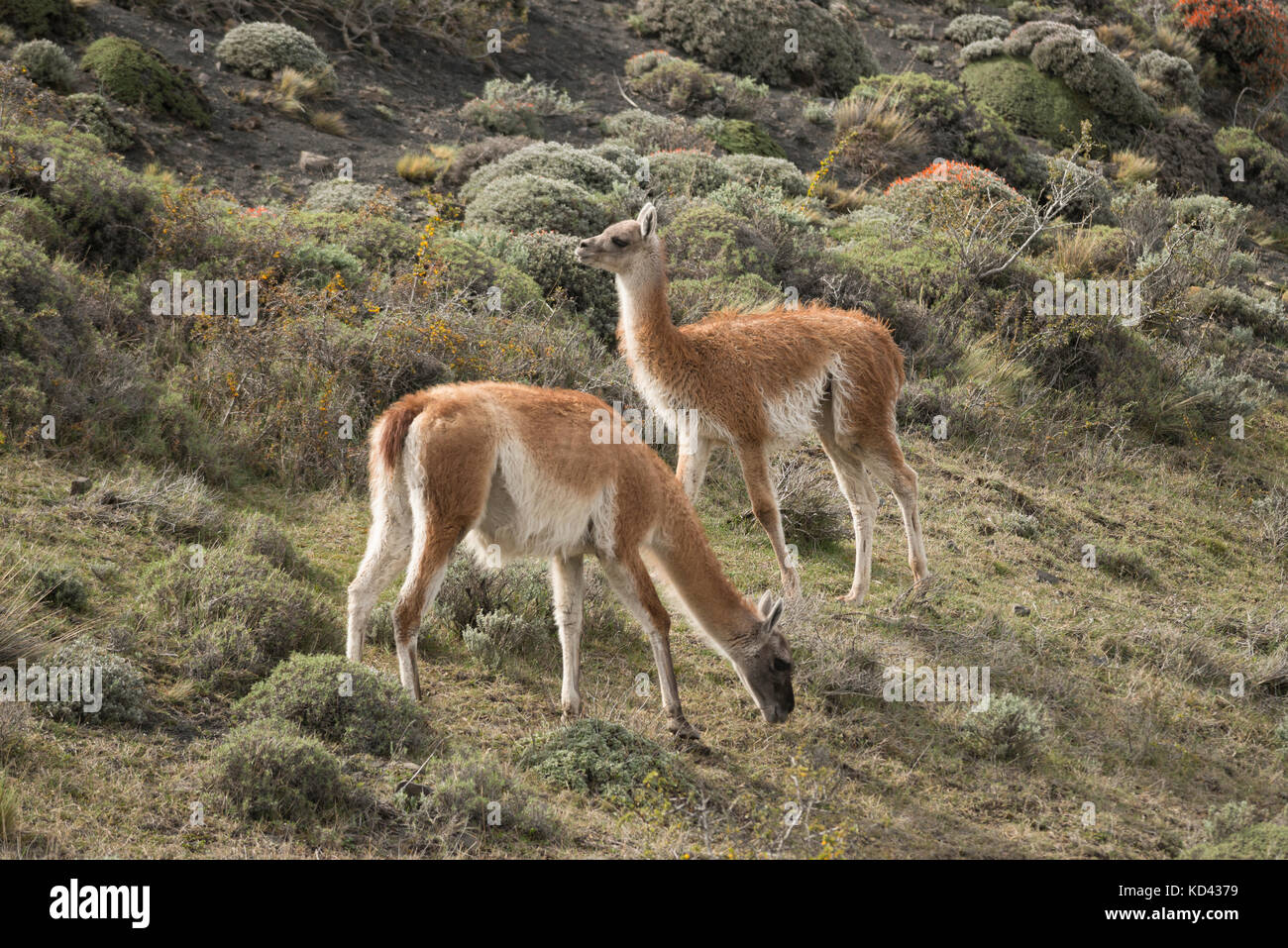 Deux guanacos dans le parc national Torres del Paine, Chili Banque D'Images