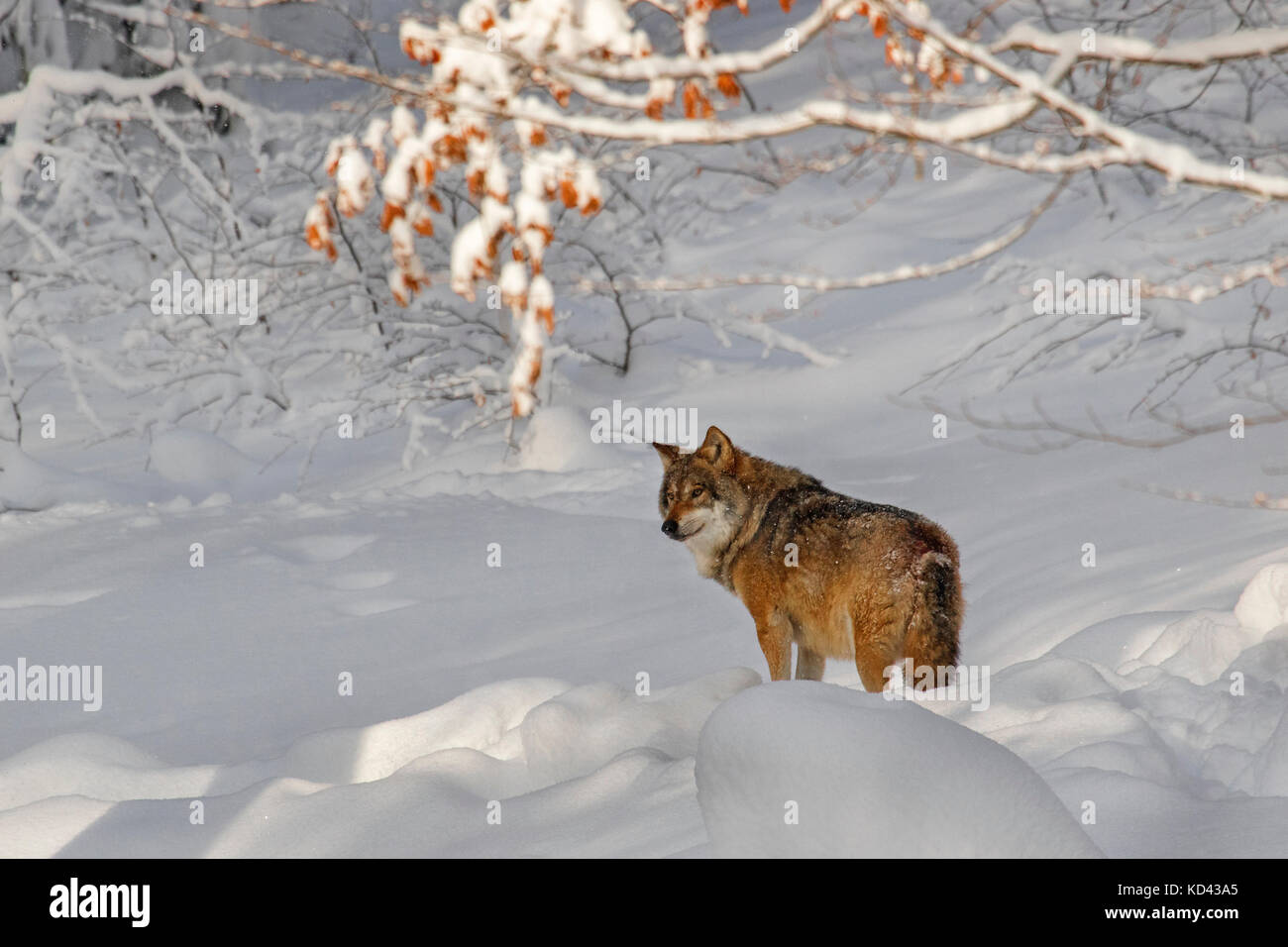 Loup gris / grey wolf (Canis lupus) de nourriture dans la neige en forêt durant les chutes de neige en hiver Banque D'Images