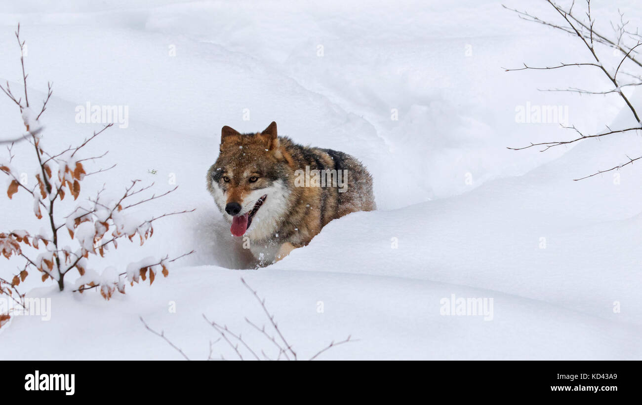 Loup gris / grey wolf (Canis lupus) de nourriture dans la neige profonde en hiver Banque D'Images