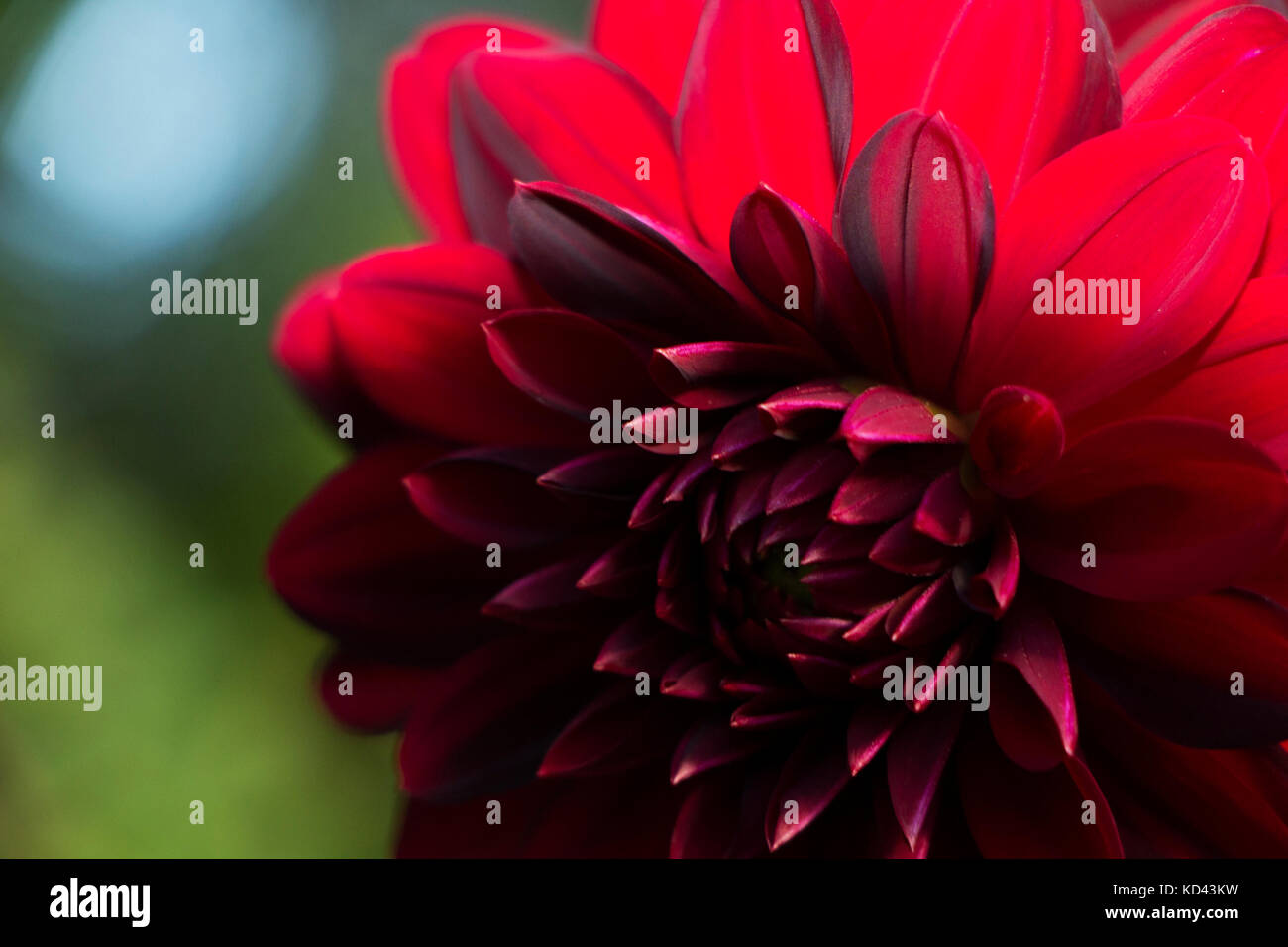 Gros plan sur les fleurs rouge sombre. Banque D'Images