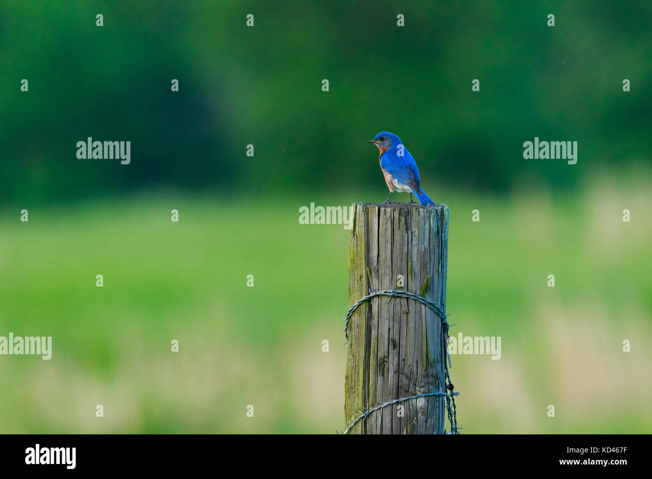 Après une longue journée de la collecte de la nourriture pour bébés l'Est de l'oiseau bleu se trouve sur le poteau de clôture pour un petit reste de Searcy, Arkansas 2017 Banque D'Images