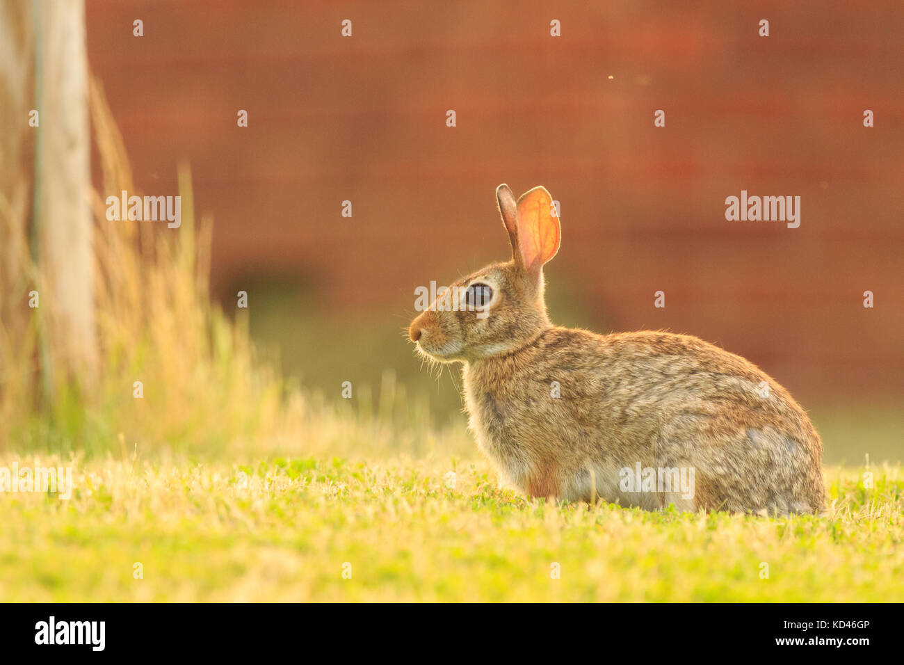 Juste un adorable lapin assis dans l'herbe juste à côté de l'autre d'une route dans la bald knob wildlife refuge situé dans la région de bald knob, Arkansas 2017 Banque D'Images