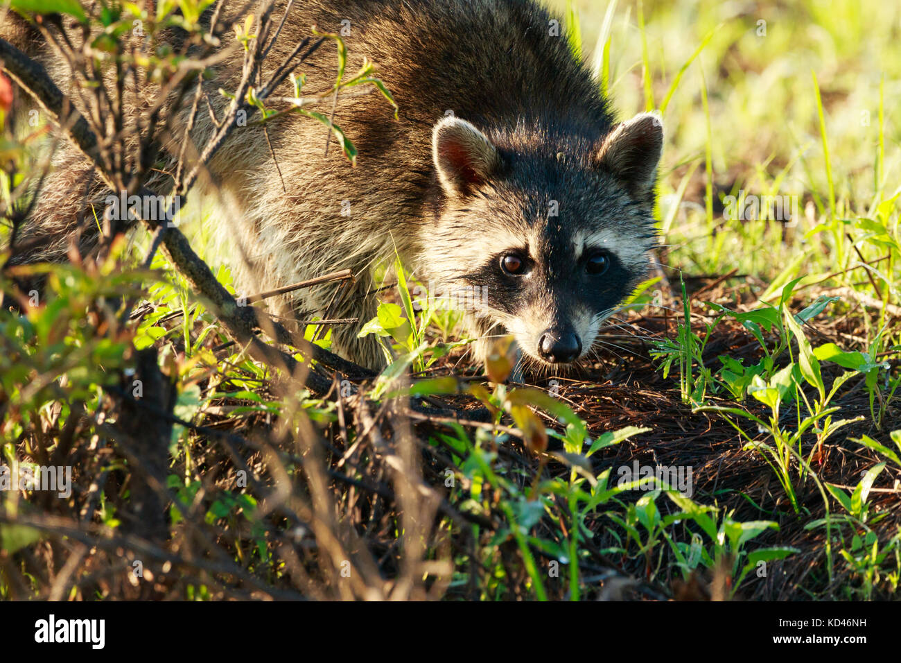 Certains jours vous obtenez la chance et les animaux viennent juste pour vous ! ! Nous traversait bald knob wildlife refuge et vint une famille de ratons laveurs tha Banque D'Images