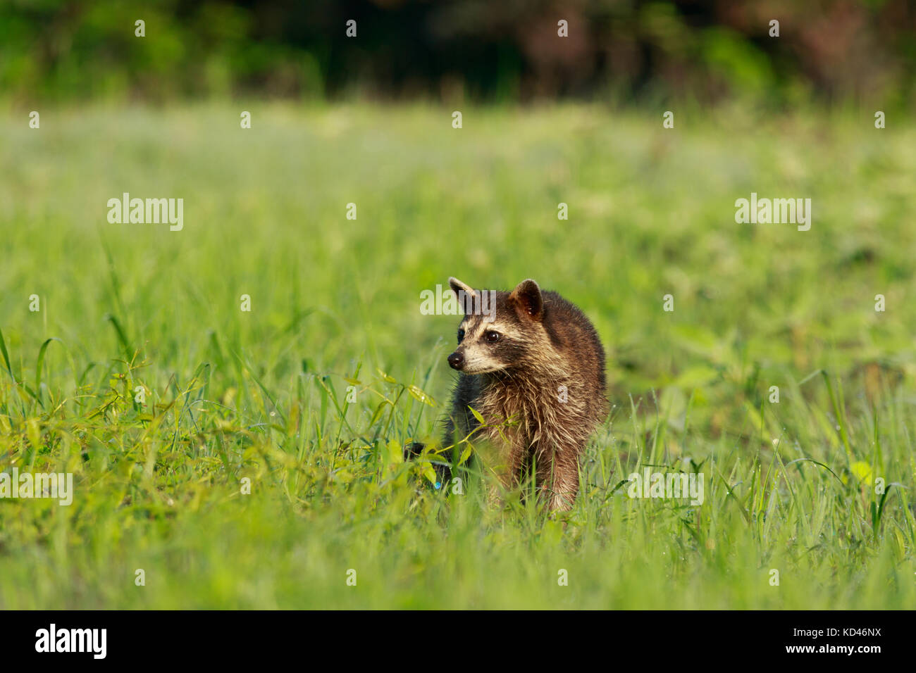 Certains jours vous obtenez la chance et les animaux viennent juste pour vous ! ! Nous traversait bald knob wildlife refuge et vint une famille de ratons laveurs tha Banque D'Images