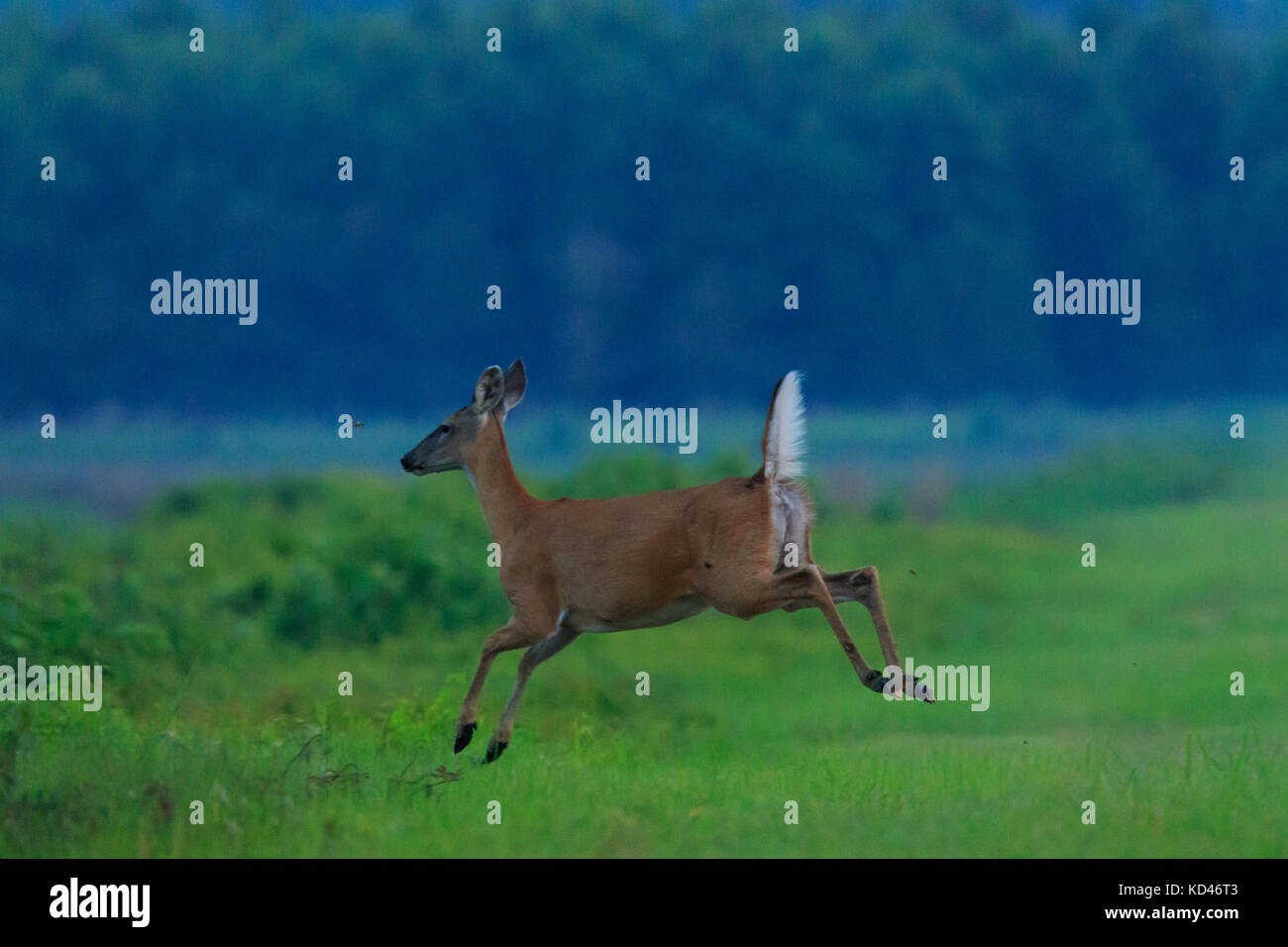 Un chevreuil femelle s'échapper dans le pinceau à la bald knob wildlife refuge en releveur bald knob, Arkansas 2017 Banque D'Images