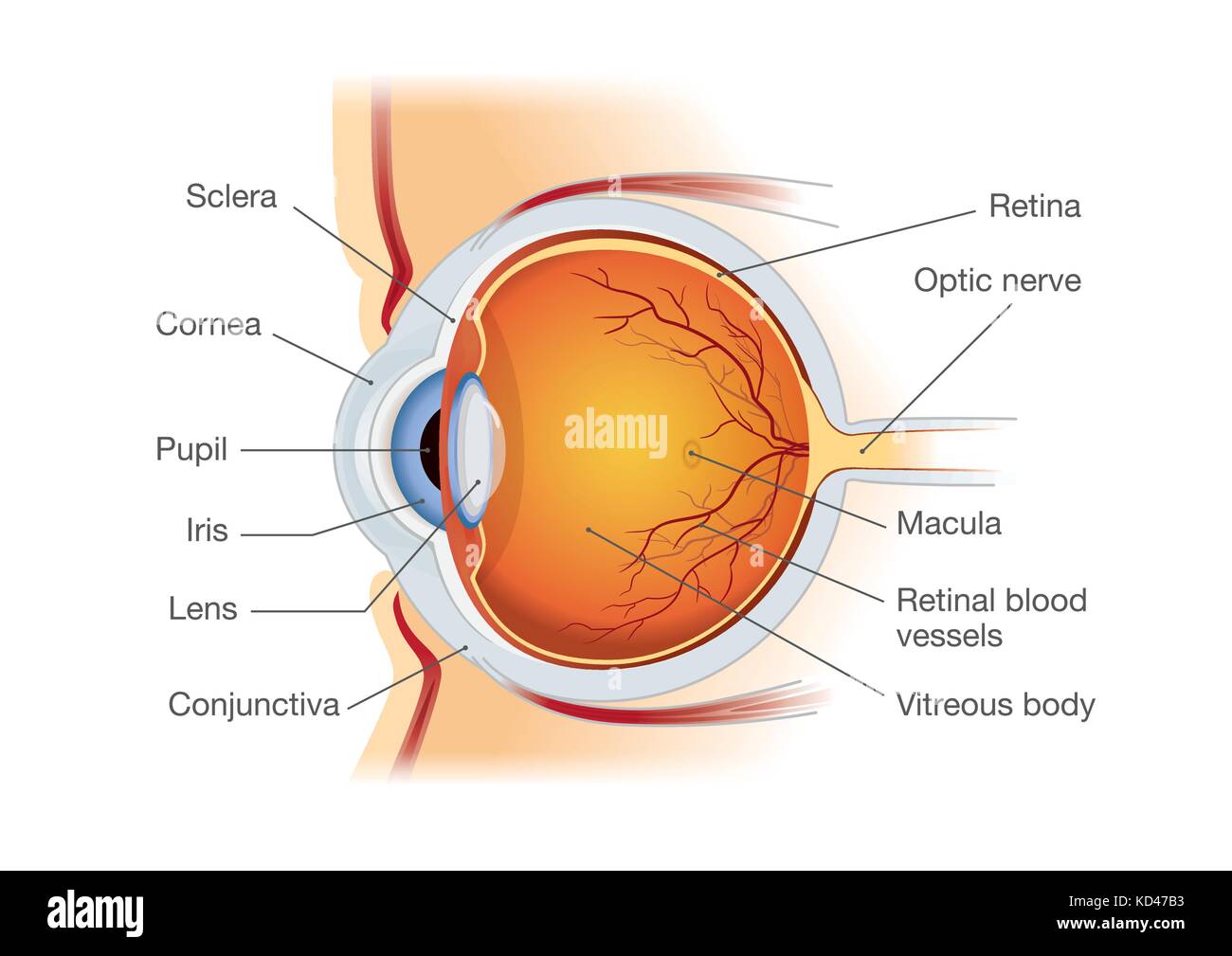 Anatomie de l'œil humain en vue de côté. Illustration de Vecteur