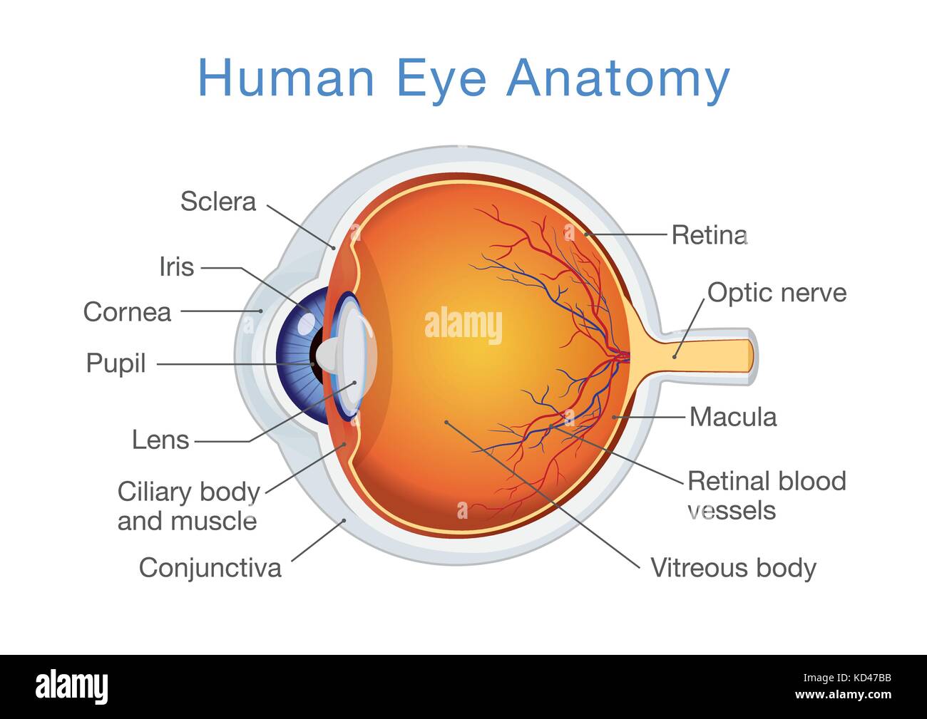 Anatomie de l'œil humain et les descriptions. Illustration de Vecteur