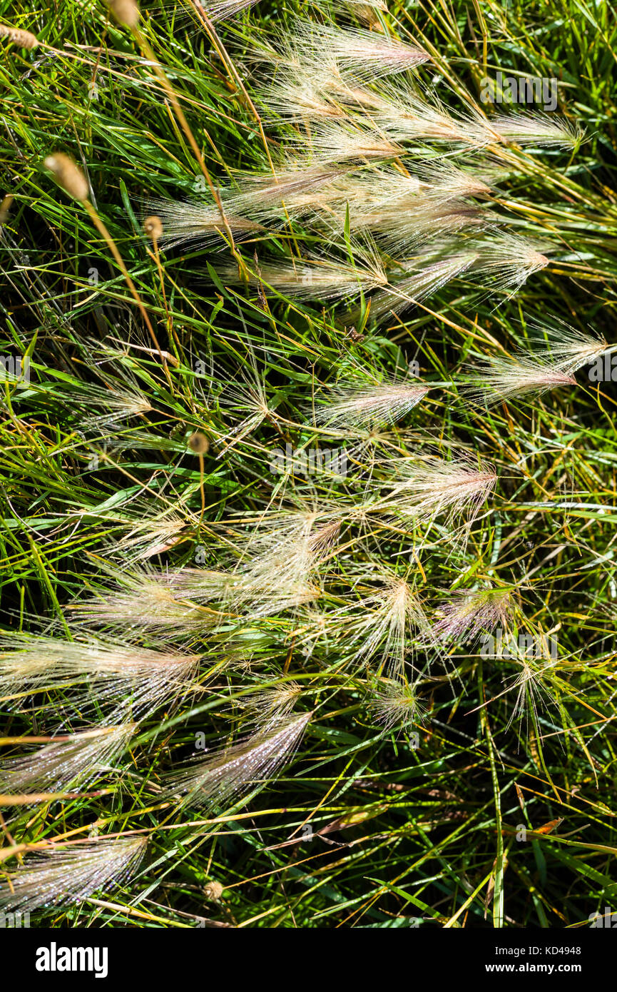 Close-up de graminées ; Vandaveer Ranch ; Salida, Colorado, USA Banque D'Images