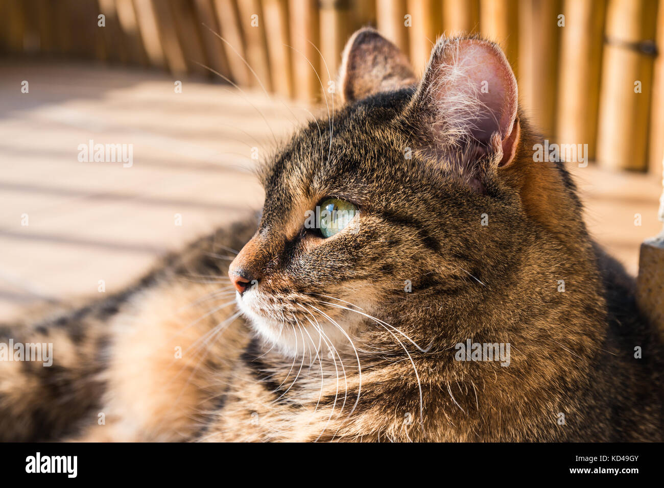 Chat couché sur un balcon, posant pour une photo Banque D'Images