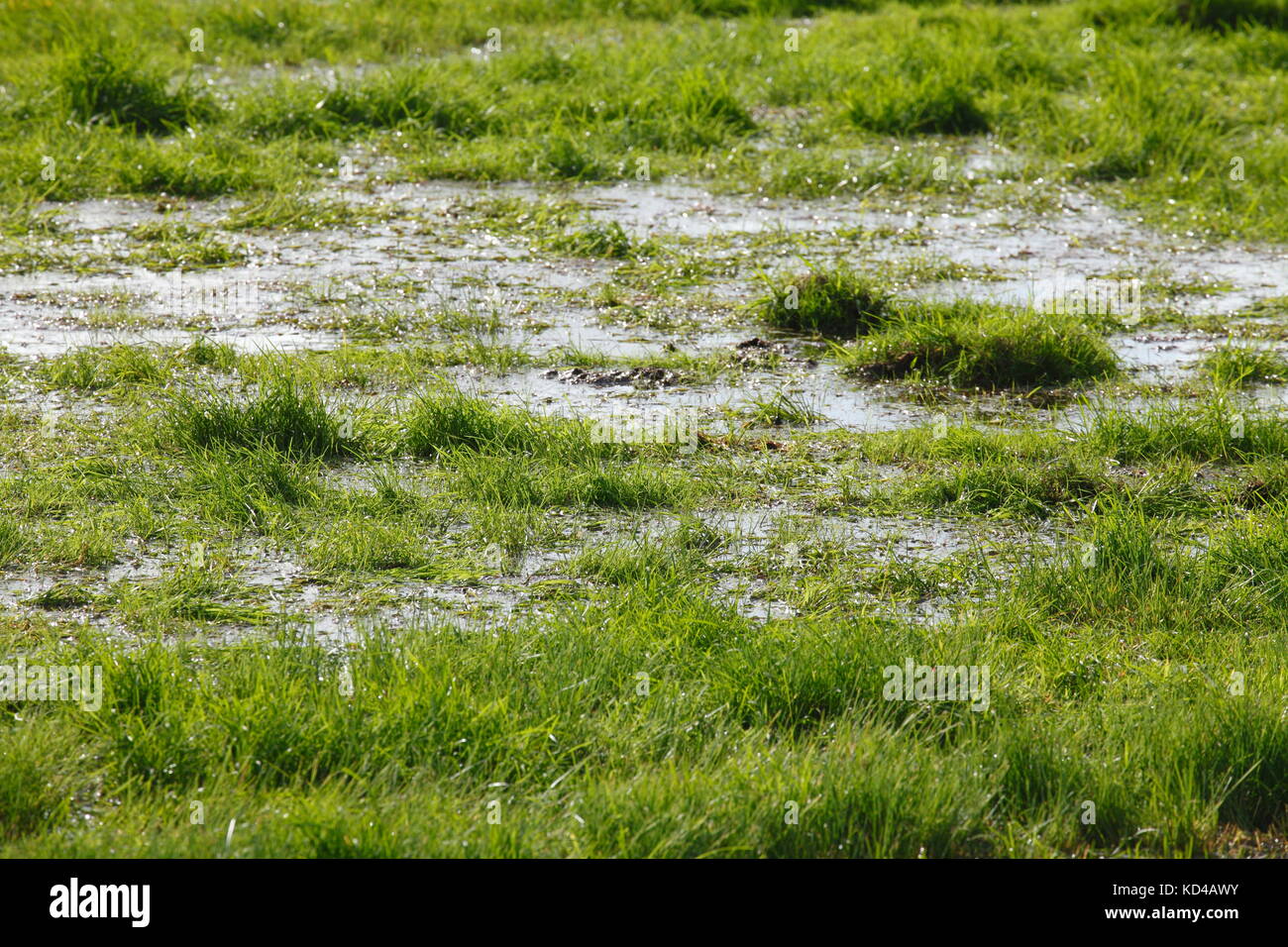 Verte prairie inondée avec de l'eau Banque D'Images