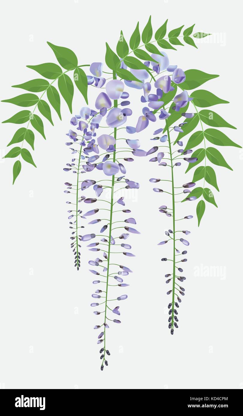 Direction générale de la glycine en fleurs avec des feuilles sur fond blanc Illustration de Vecteur
