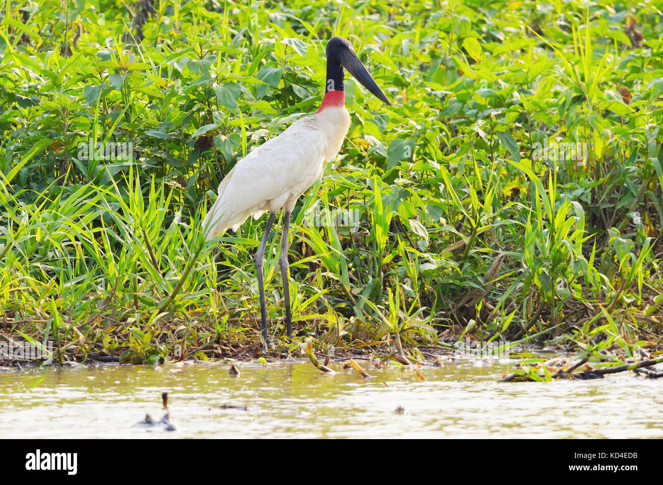 Tuiuiu Bird Sur Quelques Plantes Sur Les Marges Dun Fleuve