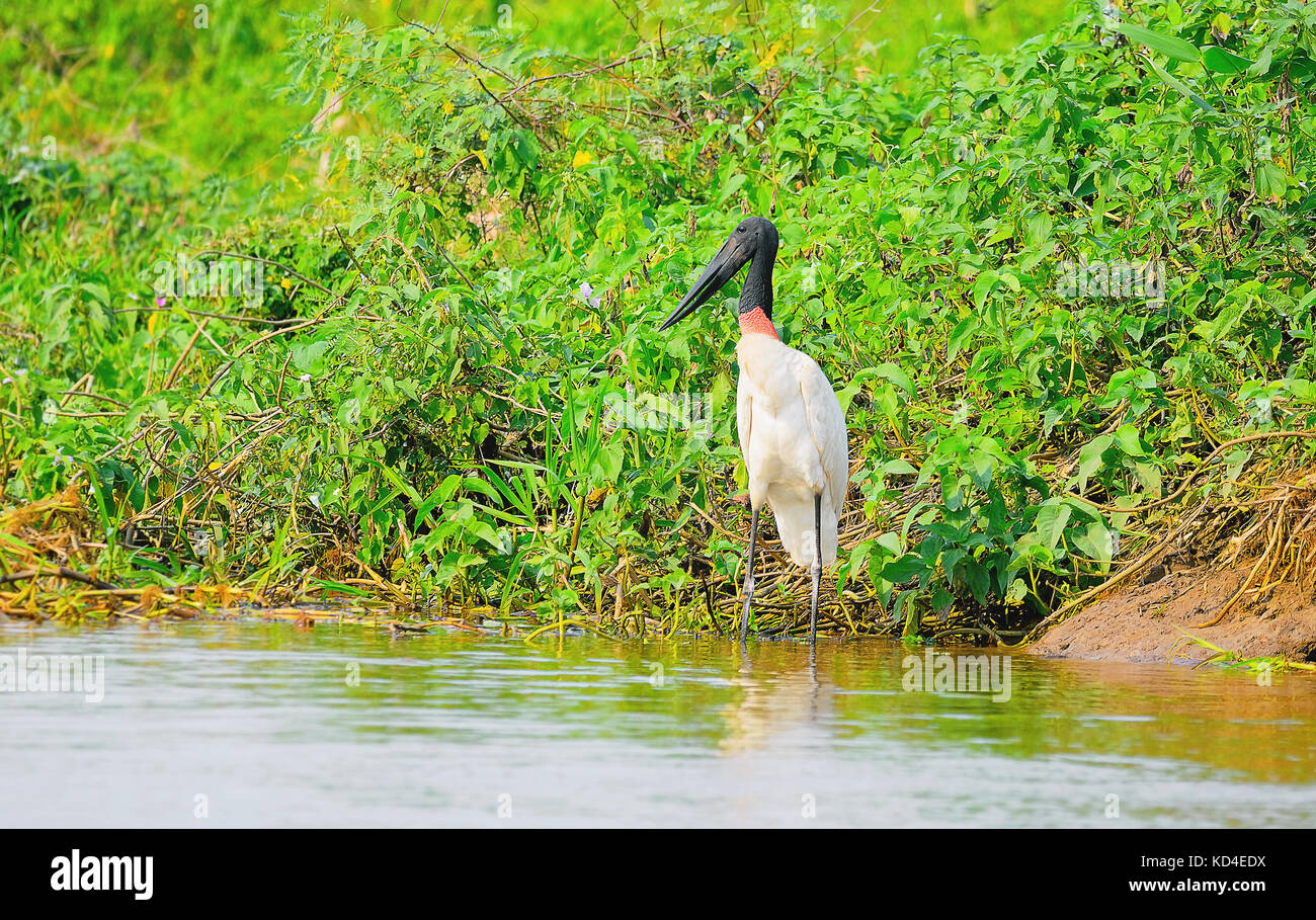 Tuiuiu Bird Sur Quelques Plantes Sur Les Marges Dun Fleuve