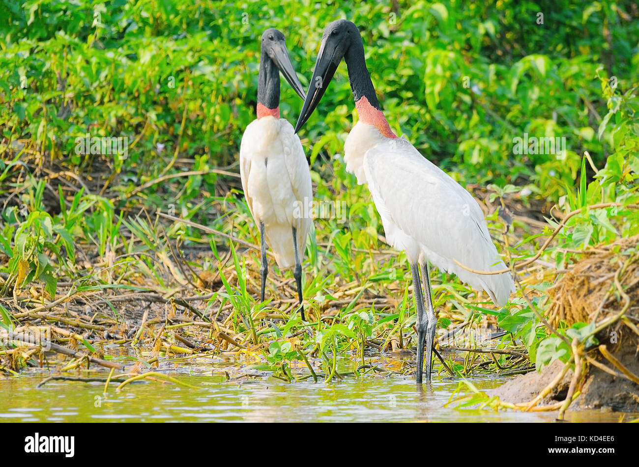 Tuiuiu Oiseaux Au Dessus De Quelques Plantes Sur Les Marges