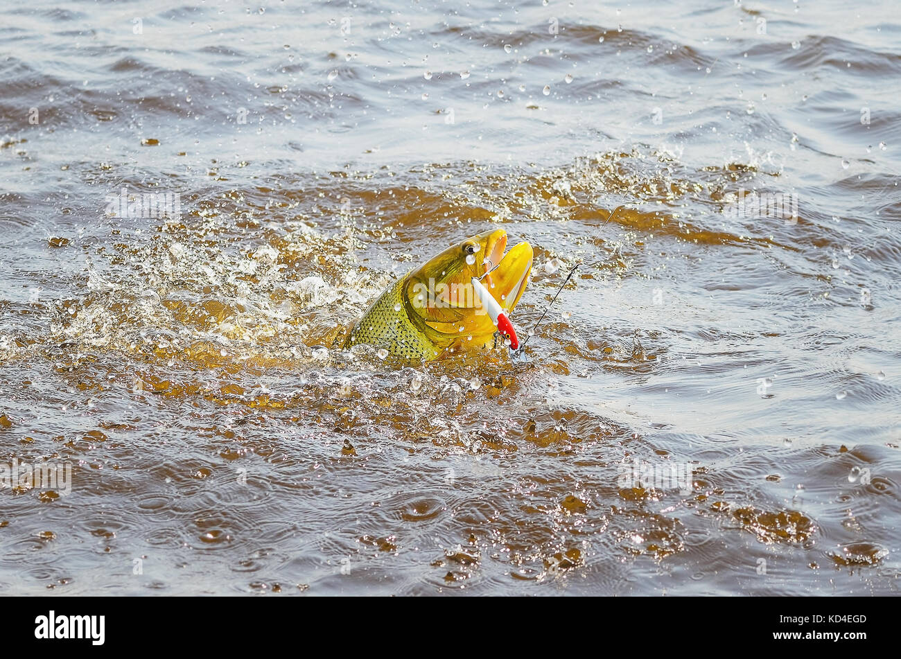 Poissons Dourado accroché par un appât artificiel et combats de sauter hors de l'eau, beau poisson d'or, scène de pêche sportive à une rivière de Pantanal, Brésil. Banque D'Images