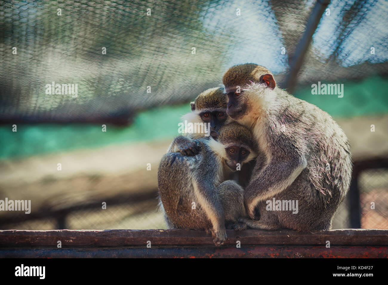 Famille de singes dans un zoo. Banque D'Images Famille de singes dans un zoo. Banque D'Images