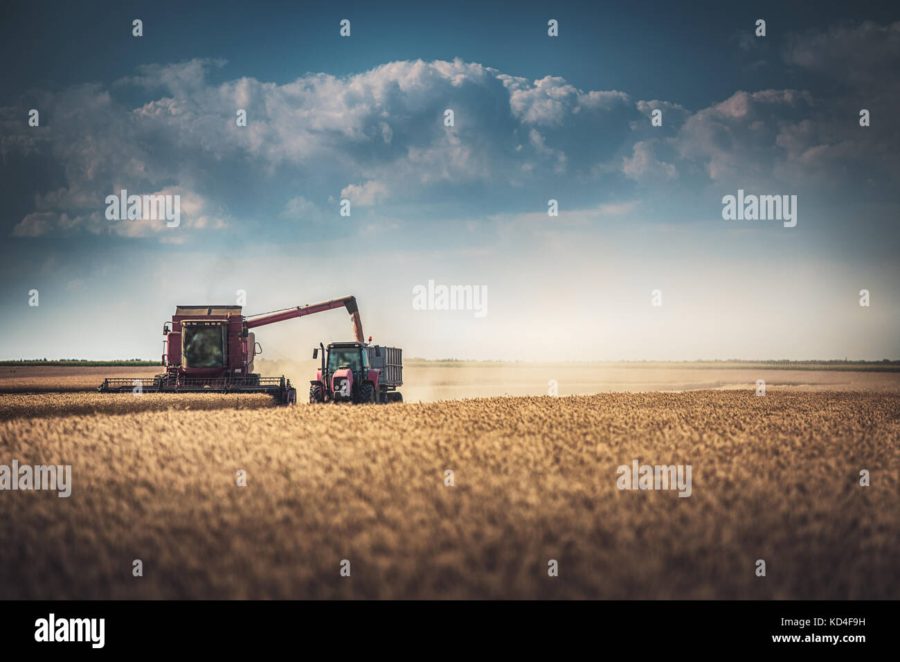 Moissonneuse-batteuse, récolte de la machine de l'agriculture champ de blé mûr d'or Banque D'Images