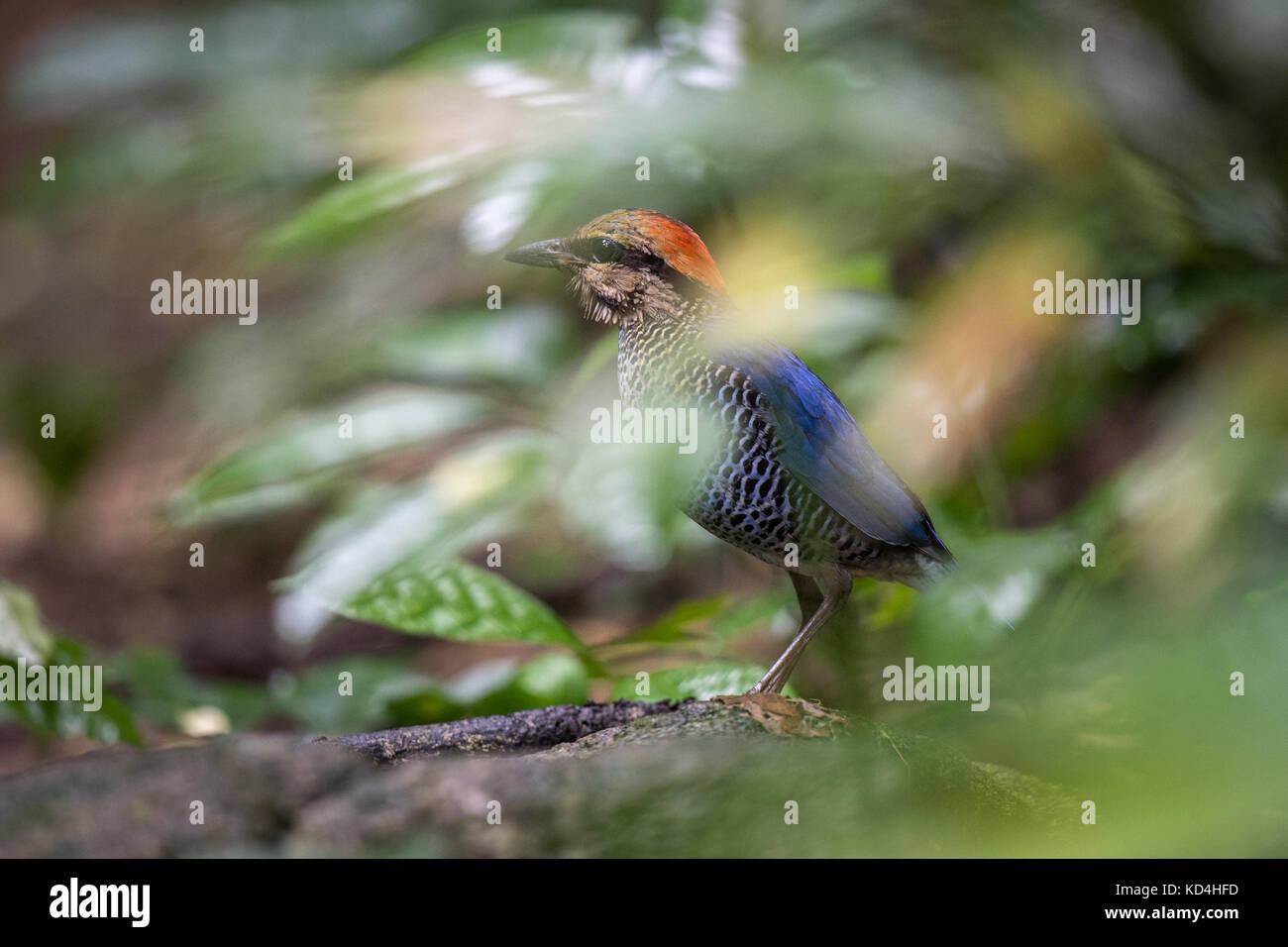 Le blue pitta (Hydrornis cyaneus) est une espèce de passereau de la famille Pittidae trouvés en Asie du sud-est. Banque D'Images
