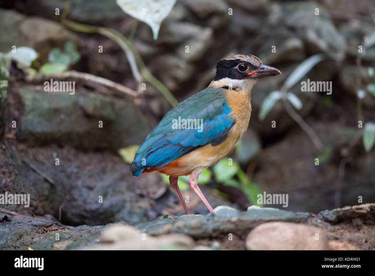 La Sarcelle à ailes bleues (Pitta Pitta moluccensis) est un passereau de la famille des Pittidae un oiseau, il a une tête noire avec une bande de compression au-dessus de t Banque D'Images