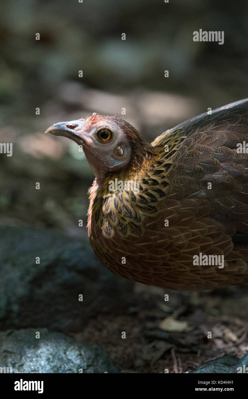 Les coqs sauvages rouge (Gallus gallus) est un membre de la famille des Phasianidae. C'est le principal ancêtre de la branche de poulet. Banque D'Images