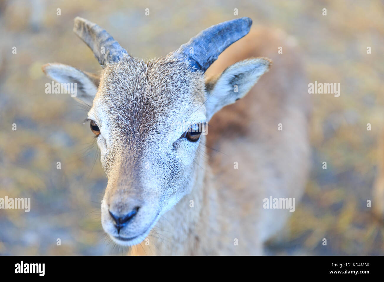 Jeune européen mouflon ram, ovis musimon, closeiup, Allemagne Banque D'Images