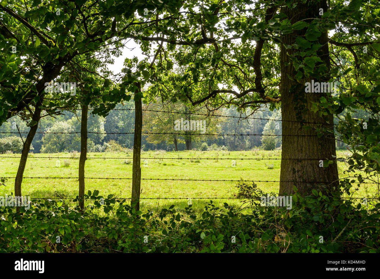 Une clôture de barbelés rouillés avec poteaux de bois entourant une verte prairie plantée d'arbres dans la campagne française. Banque D'Images