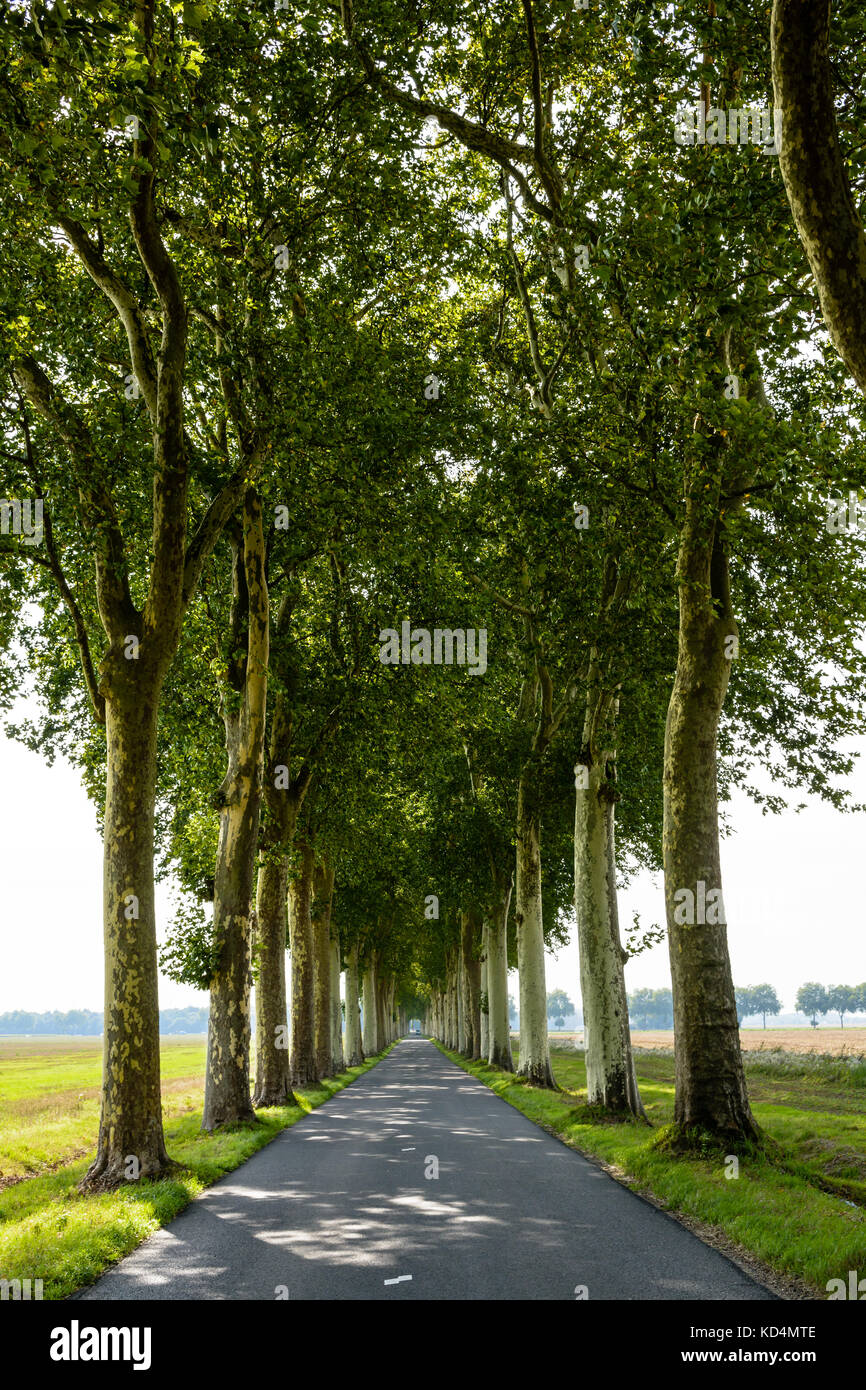Droit et étroit petite route bordée d'arbres dans la campagne française. Banque D'Images