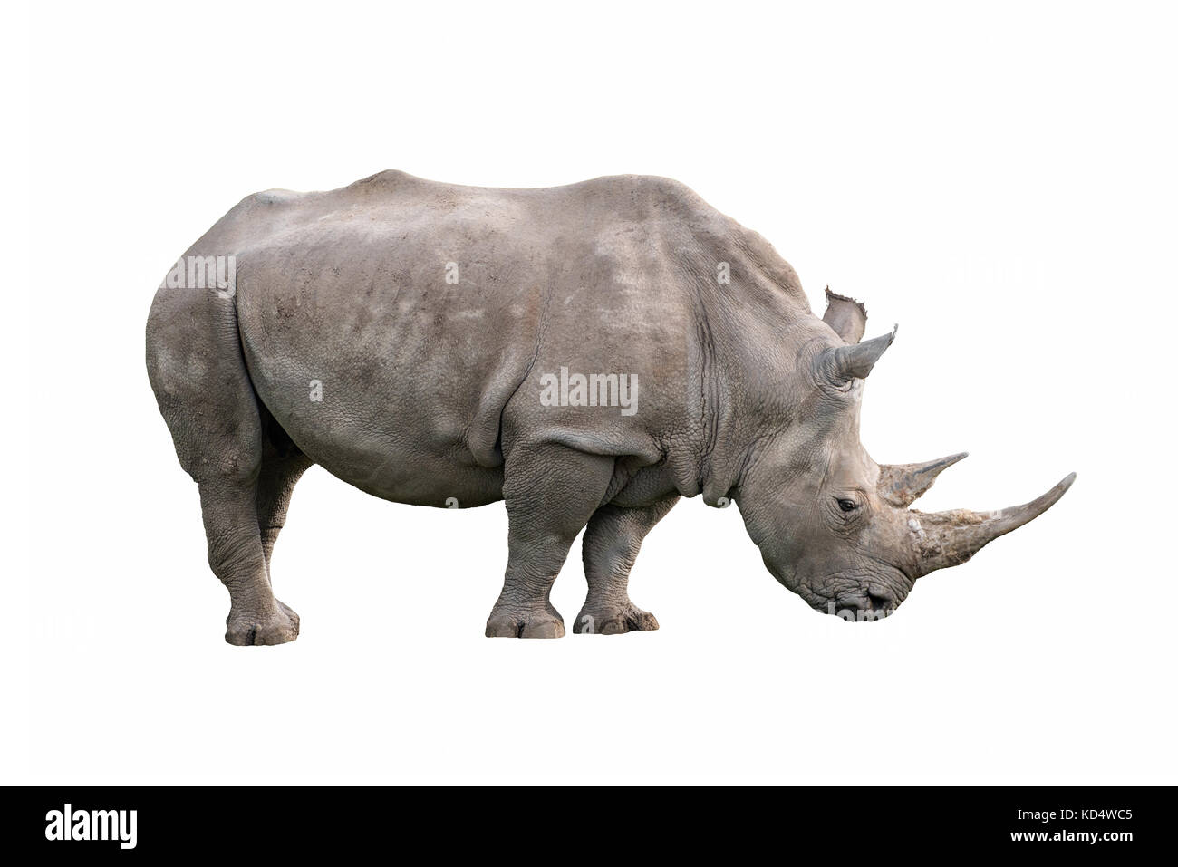 Rhinocéros blanc Ceratotherium simum isolé sur fond blanc Banque D'Images