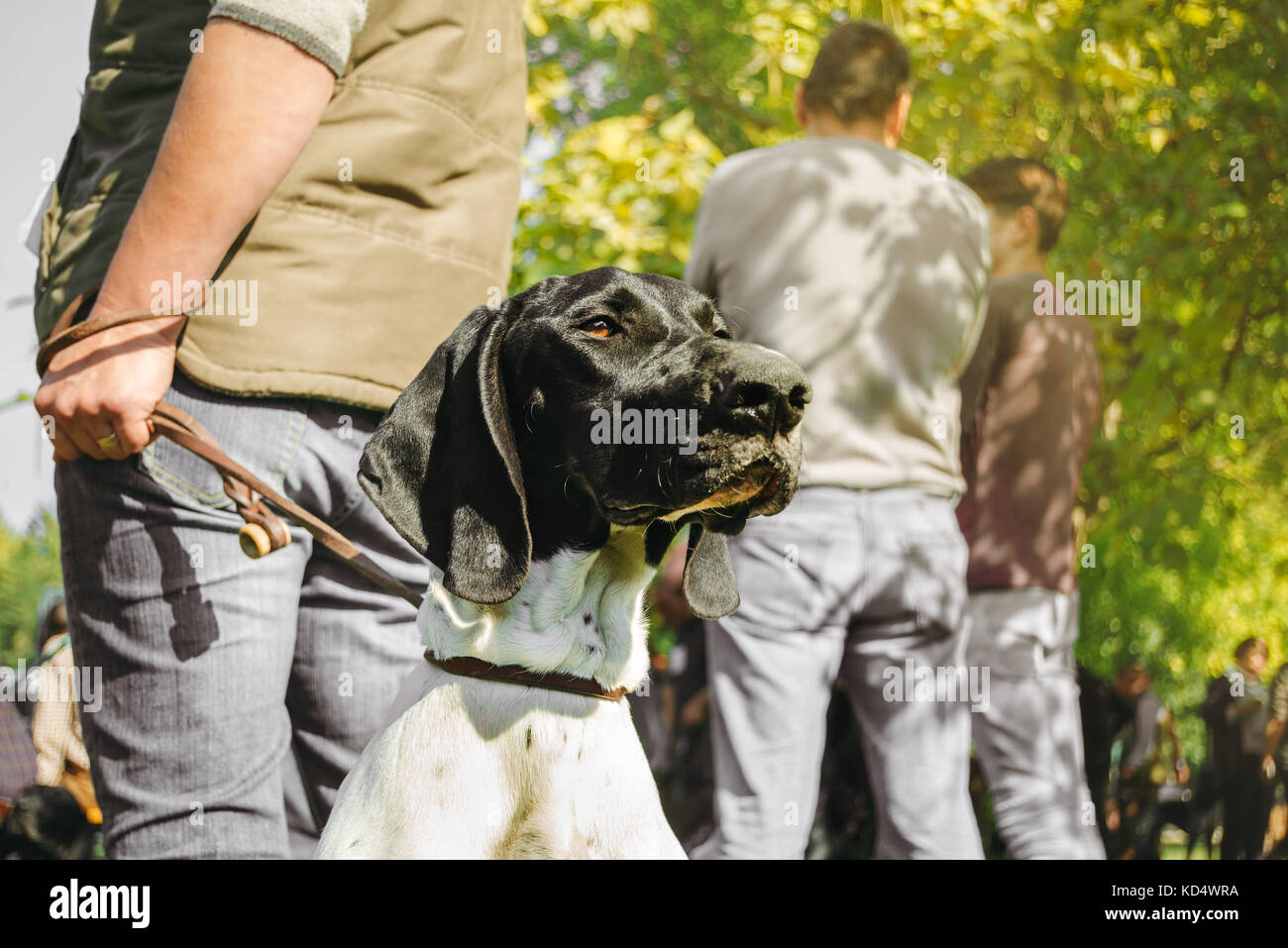 Un propriétaire tenant son chien en laisse. Il s'agit d'un brown chasse chasse braque allemand, ou kurzhaar. Banque D'Images