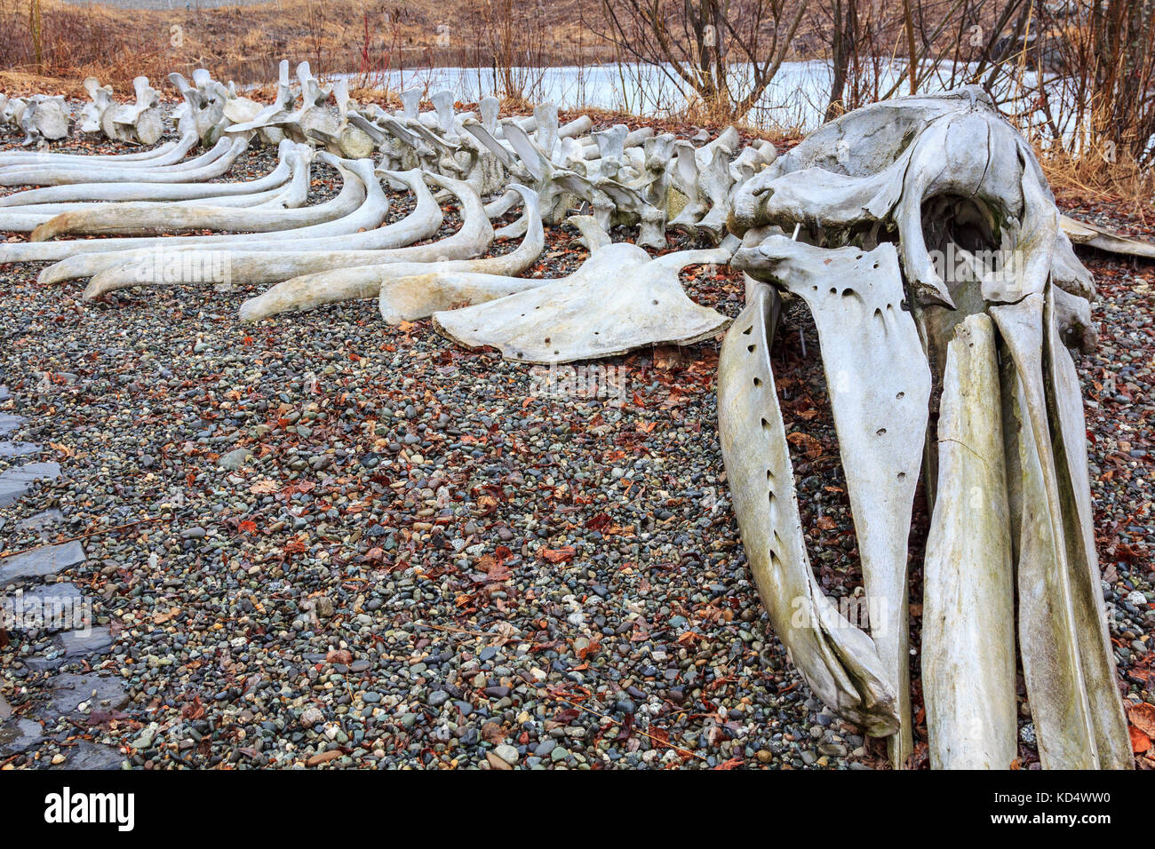 Squelette de baleine à bosse près d'Anchorage en Alaska usa Banque D'Images