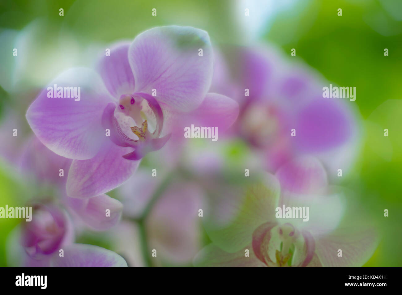 Fleurs Orchidée rose Banque D'Images