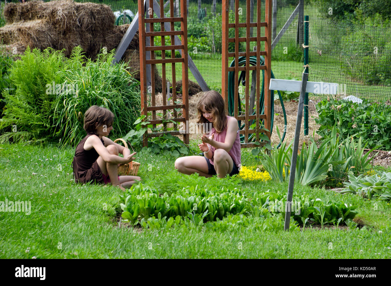 Deux jeunes filles qui travaillent dans le jardin communautaire pour le camp, Yarmouth Maine, USA Banque D'Images