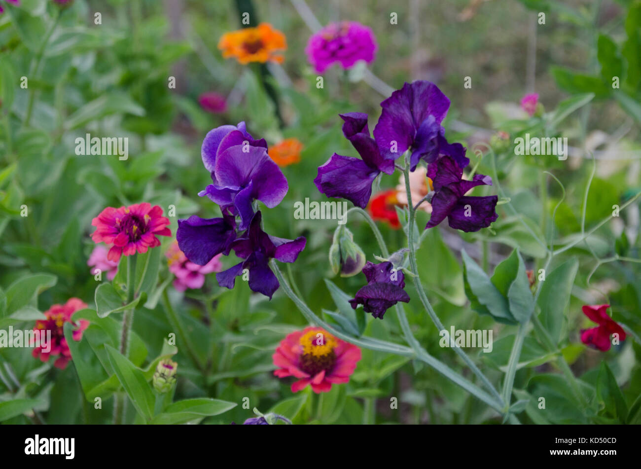 Fleurs de pois violet et rouge Les zinnias en jardin communautaire, Maine, USA Banque D'Images