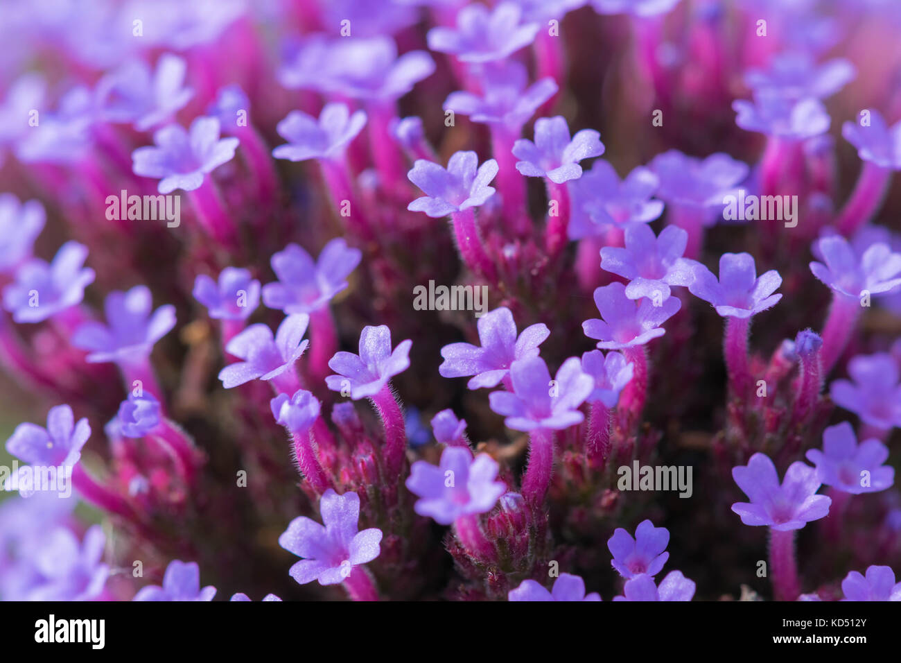 Petites fleurs en forme de trompette Banque de photographies et d'images à  haute résolution - Alamy