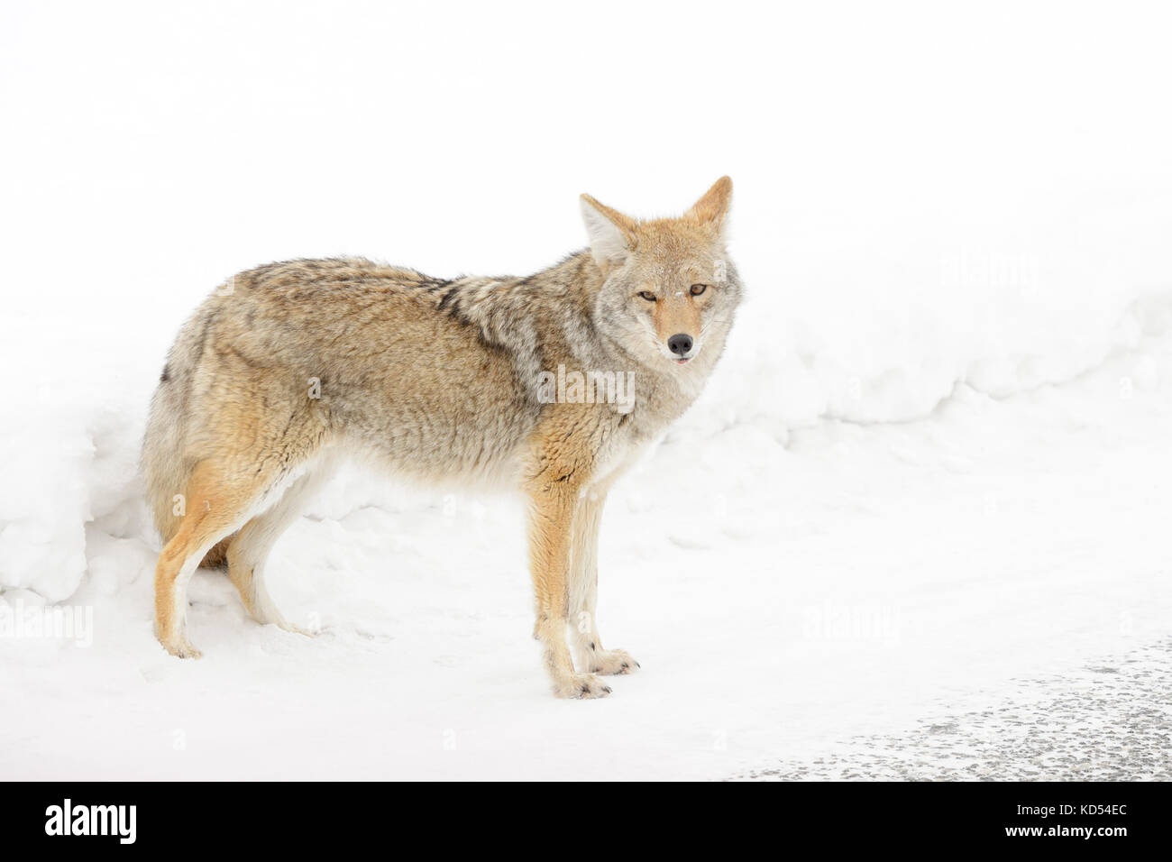 Le coyote (Canis latrans) dans la neige, parc national de Yellowstone, Montana, Wyoming, USA. Banque D'Images