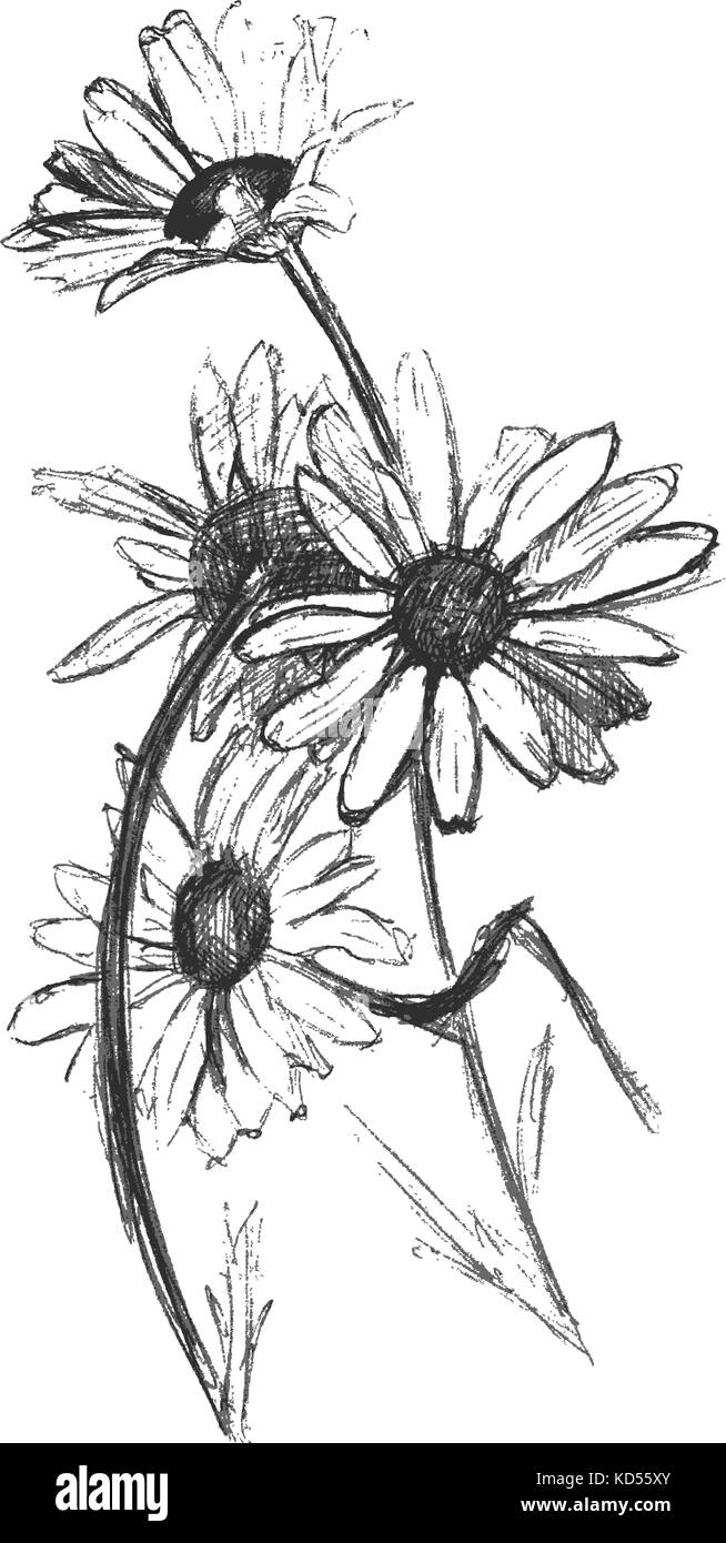 camomille Illustration de Vecteur