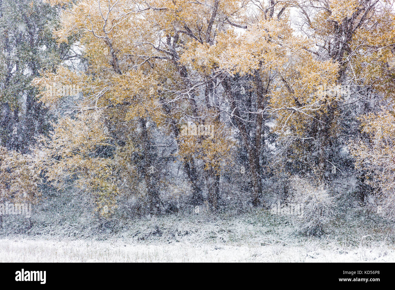 Des arbres cottonwood w feuilles en automne tempête de neige ; Vandaveer Ranch ; Salida, Colorado, USA Banque D'Images
