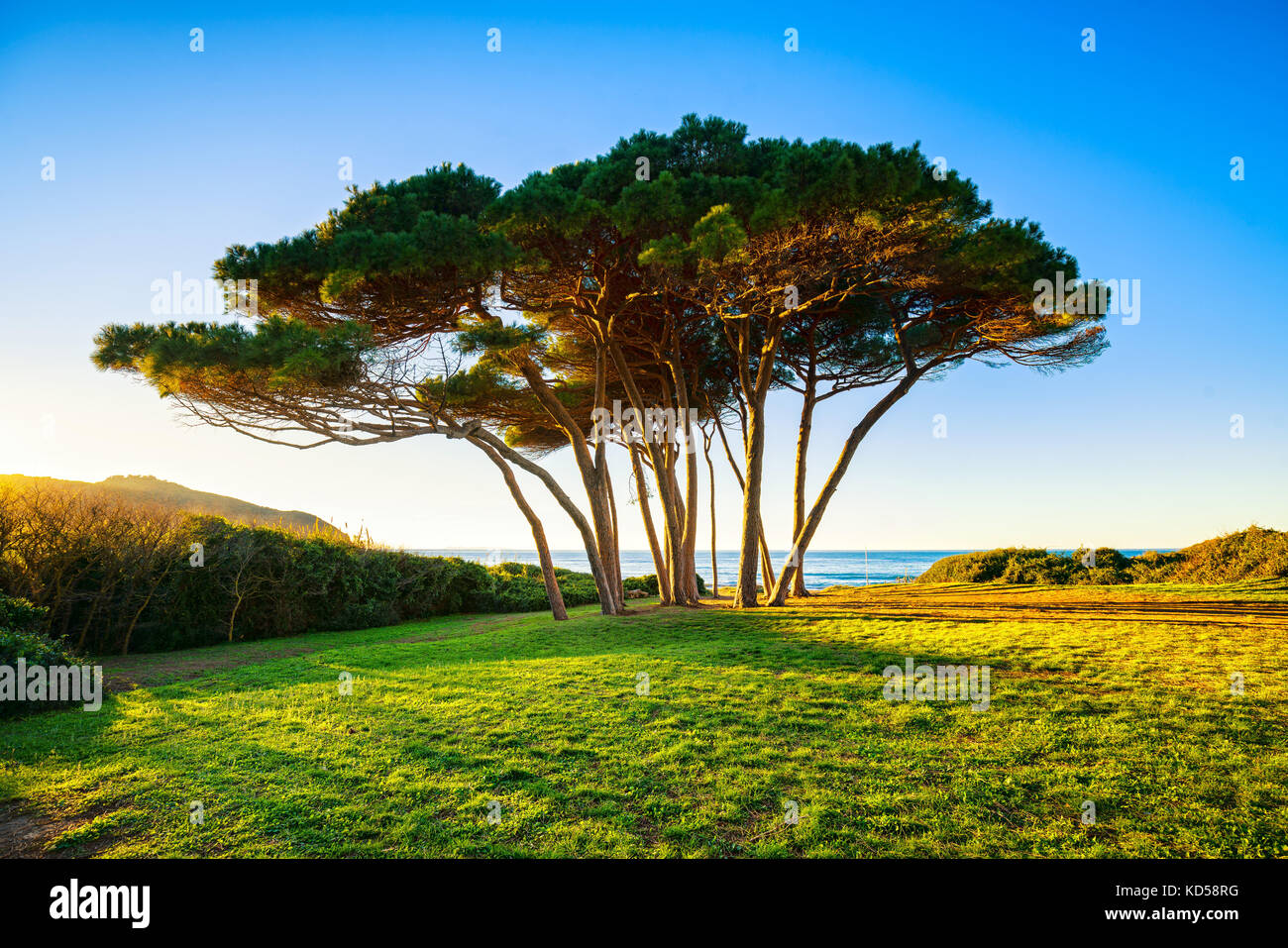 Groupe d'arbres de pin maritime près de la mer et de la plage au coucher de soleil. baratti, la maremme, Piombino, toscane, italie. Banque D'Images