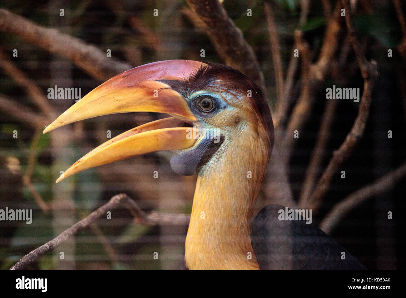 Oiseau rhyticeros cassidix calao bulbés est trouvé en Indonésie Banque D'Images